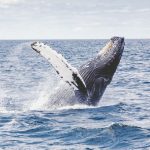 Pazifische Wale und Delfine werden zu juristischen Personen: Was ist die Ozean-Erklärung und was ist neu im Anti-Aussterbe-Vertrag?