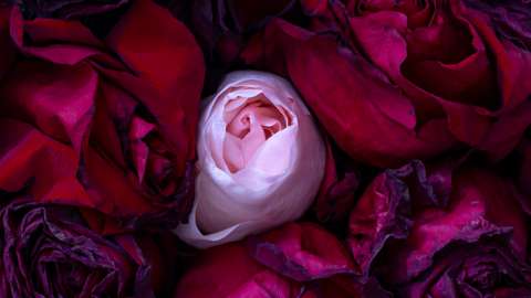 “Se la morte fosse un fiore profumato” il nuovo libro di Chiara Saccavini