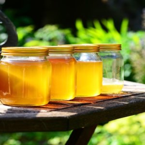 Giornata mondiale delle api: aumentano in Italia ma producono meno miele