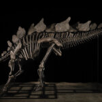 Apex, il dinosauro “con l’artrite” è il fossile più prezioso al mondo: venduto in asta da Sotheby’s per 44,6 milioni di dollari