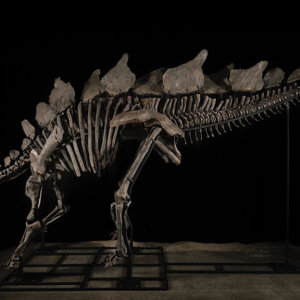Apex, il dinosauro “con l’artrite” è il fossile più prezioso al mondo: venduto in asta da Sotheby’s per 44,6 milioni di dollari