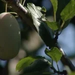 Pruna di Frati, le saporite prugne selezionate dai monaci celestini nel XVI secolo e le Piparelle di Villa San Giovanni: patrimoni gastronomici Calabresi diventati Presidi