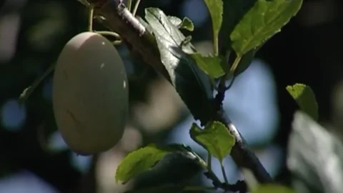 Pruna di Frati, le saporite prugne selezionate dai monaci celestini nel XVI secolo e le Piparelle di Villa San Giovanni: patrimoni gastronomici Calabresi diventati Presidi