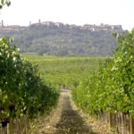 Ferragamo si rafforza nei vini e investe nel Brunello: rilevata la cantina Pinino di Montalcino