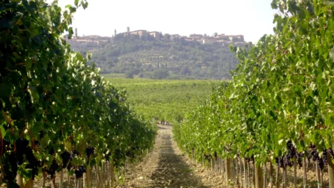 Ferragamo si rafforza nei vini e investe nel Brunello: rilevata la cantina Pinino di Montalcino