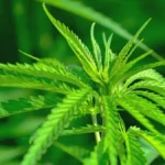 Legalizzare la cannabis è davvero un’opportunità di sviluppo? L’esperimento (per ora fallito) dell’Uruguay