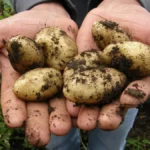 Patate dei Nebrodi: tradizione, biodiversità e gusto tra le montagne della Sicilia