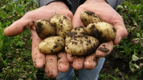 Patate dei Nebrodi: tradizione, biodiversità e gusto tra le montagne della Sicilia