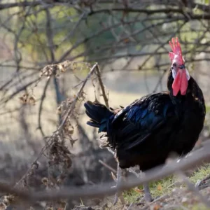 Pollo romagnolo: l’antica razza che ama la natura e ha conquistato Slow Food con il suo gusto autentico