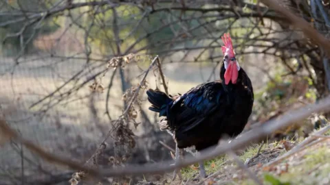 Pollo romagnolo: l’antica razza che ama la natura e ha conquistato Slow Food con il suo gusto autentico