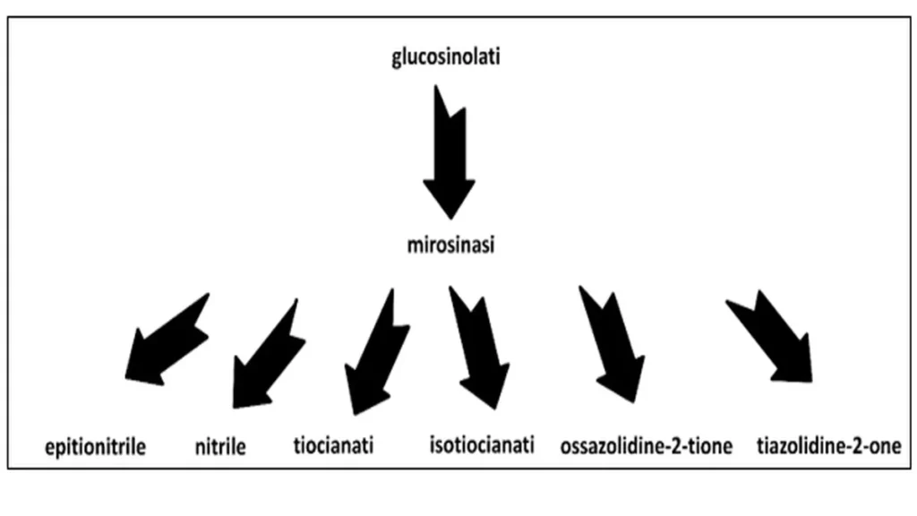 Glucosinolati