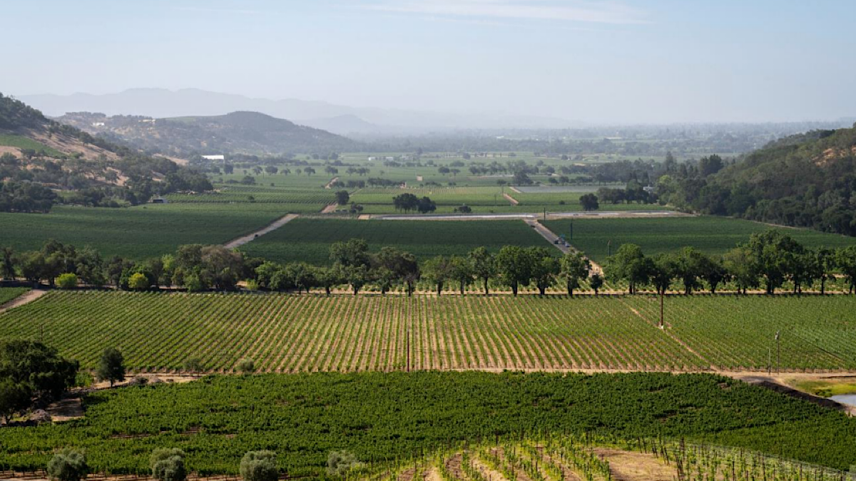 Napa Valley Vintners