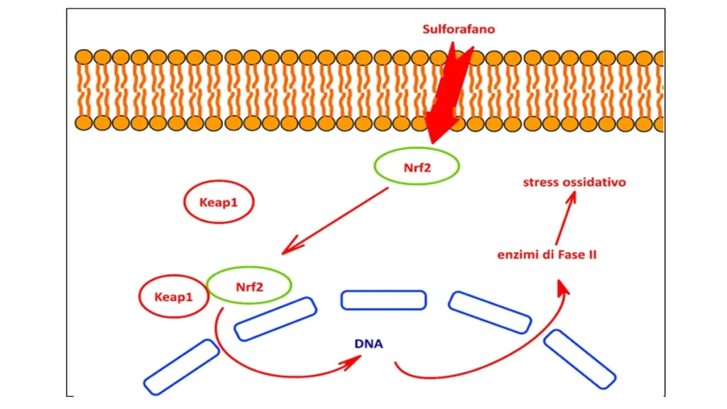 Meccanismi di interazione del sulforafano