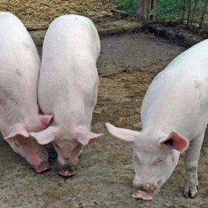 Hog cycle e le riserve di carne di maiale: la paura dell’inflazione e la reazione di Pechino