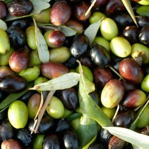 Olio di oliva: nel 2012 produzione a picco causa maltempo